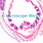 Amphioxus Microscope Image