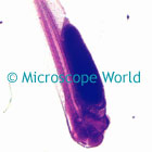 Frog Embryo Microscope Image