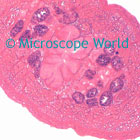 Leech Microscope Image
