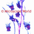 Obelia Microscopic Image