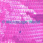 Snail Microscope Image