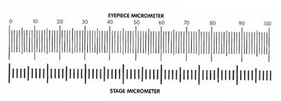 stage micrometer image