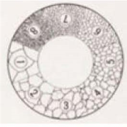 Eyepiece Reticle for Grain Sizing