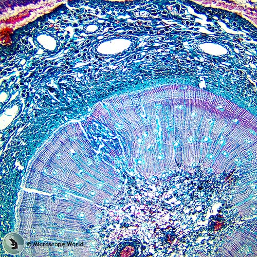 pine root at 40x microscope magnification pine root at 40x microscope magnification