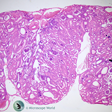 Frog kidney under the biological compound microscope. Frog Kidney Under the Microscope