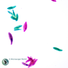 Paramecium Prepared Microscope Slide Paramecium Prepared Microscope Slide