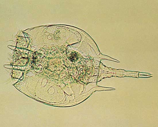 Rotifer under the microscope Rotifer under the microscope