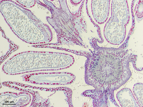 Hazelnut captured with Zeiss Stemi 508 stereo zoom microscope.