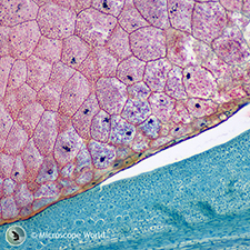 Zea Mays Seed (Corn) under the Microscope Zea Mays Seed (Corn) under the Microscope