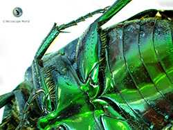 Junebug under stereo microscope