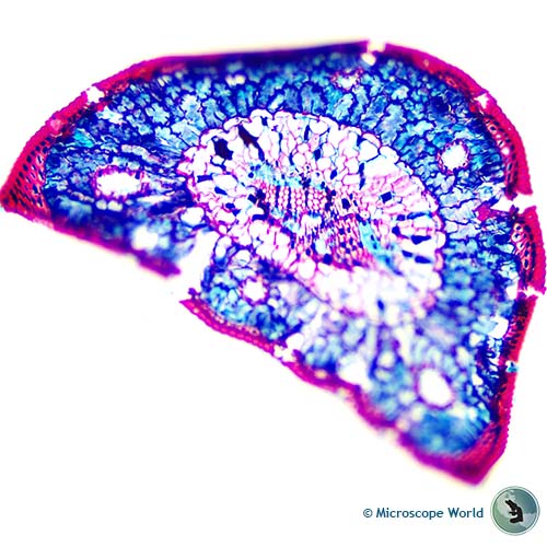 pine leaf at 40x microscope magnification pine leaf at 40x microscope magnification